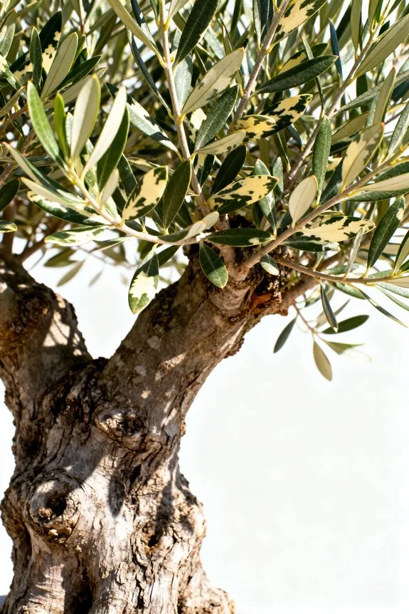 choosing the perfect olive tree