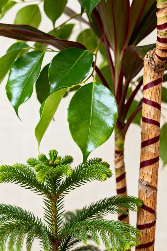 compact indoor tree options