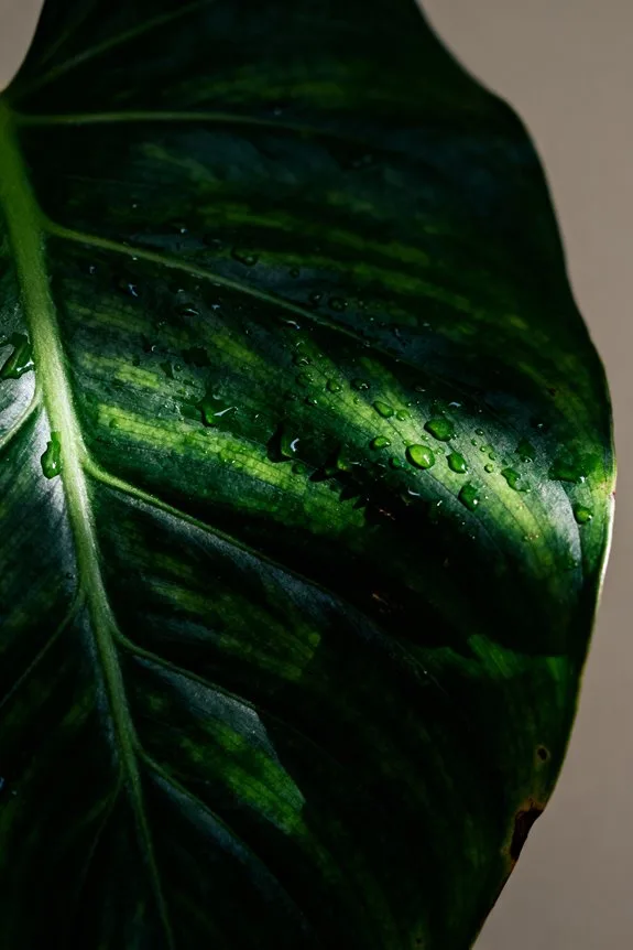 cozy calming dark green