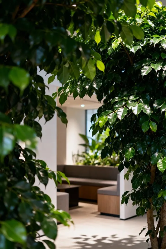 indoor trees enhance privacy