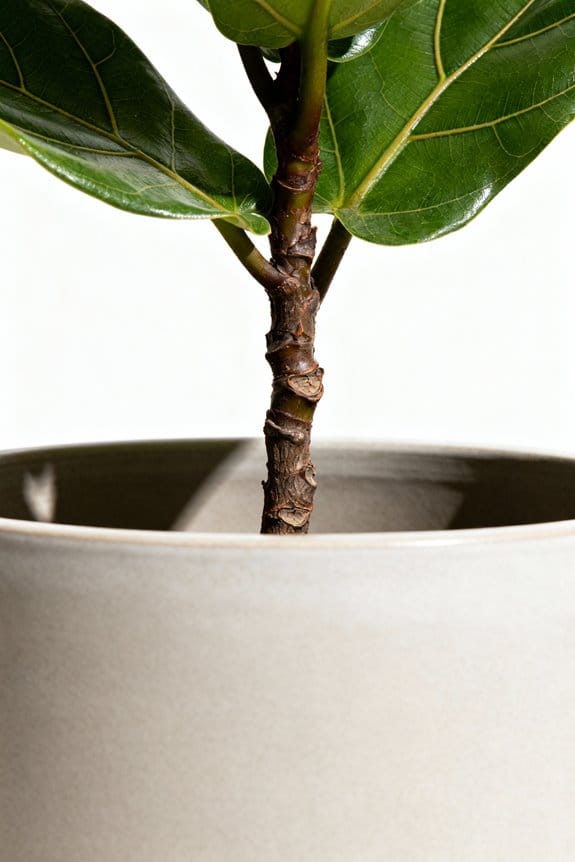 indoor trees enhance spaces
